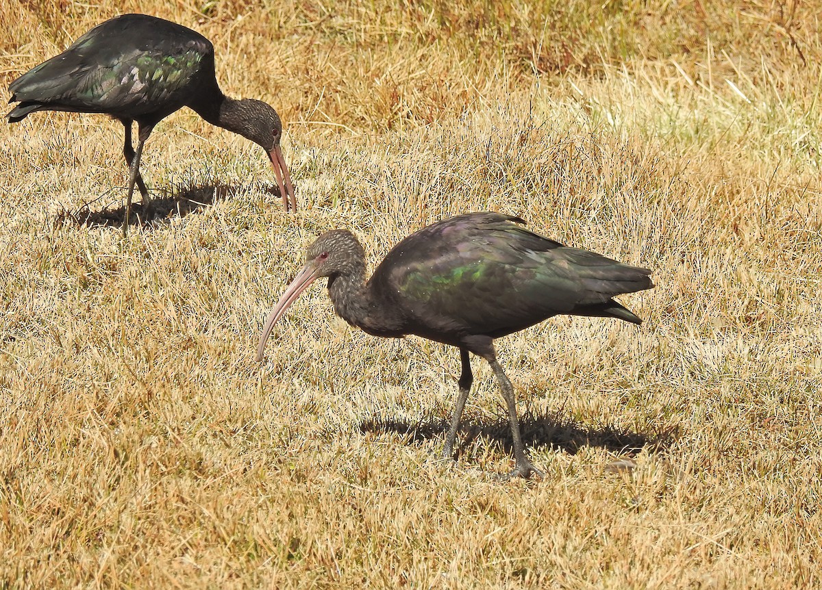 ibis andský - ML611723081