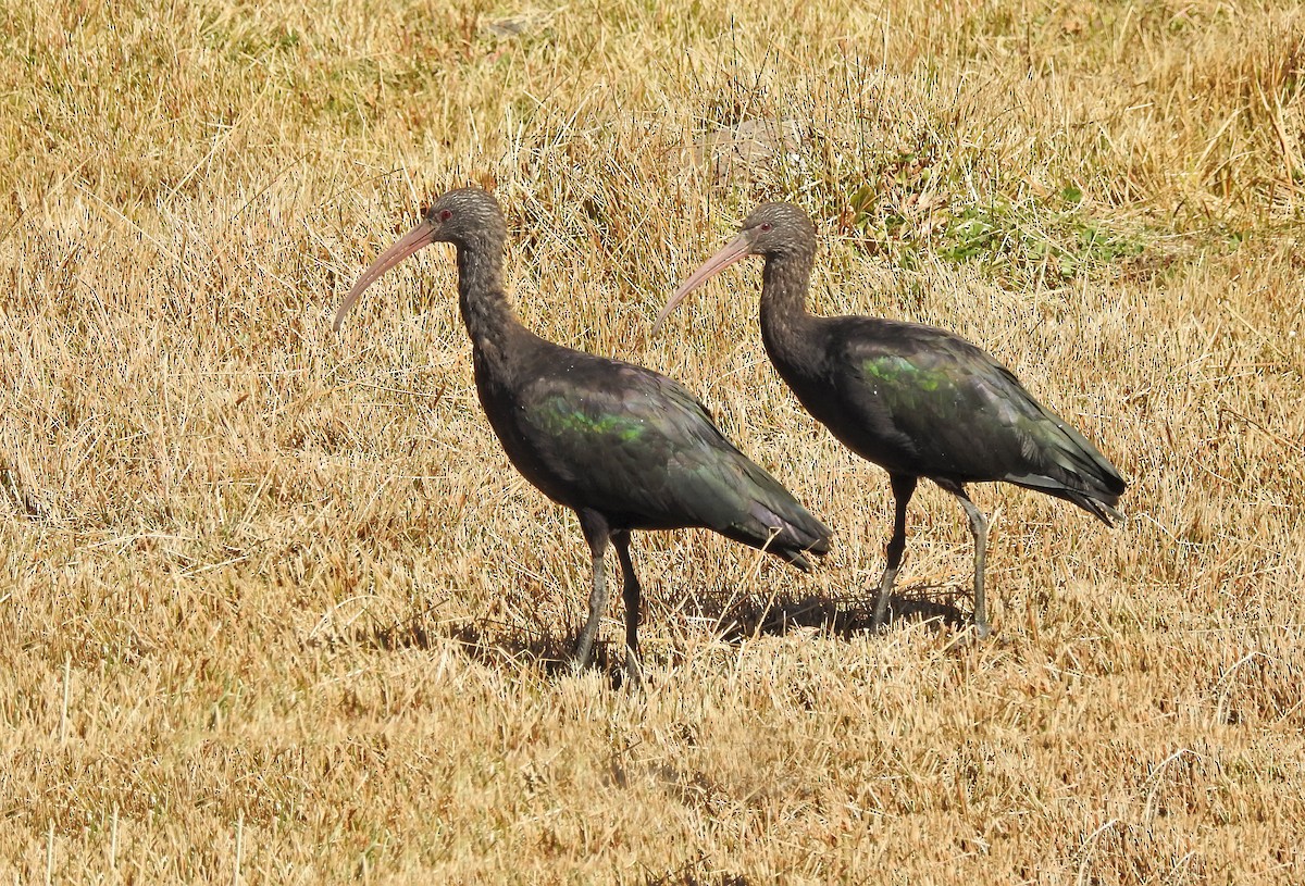 ibis andský - ML611723082