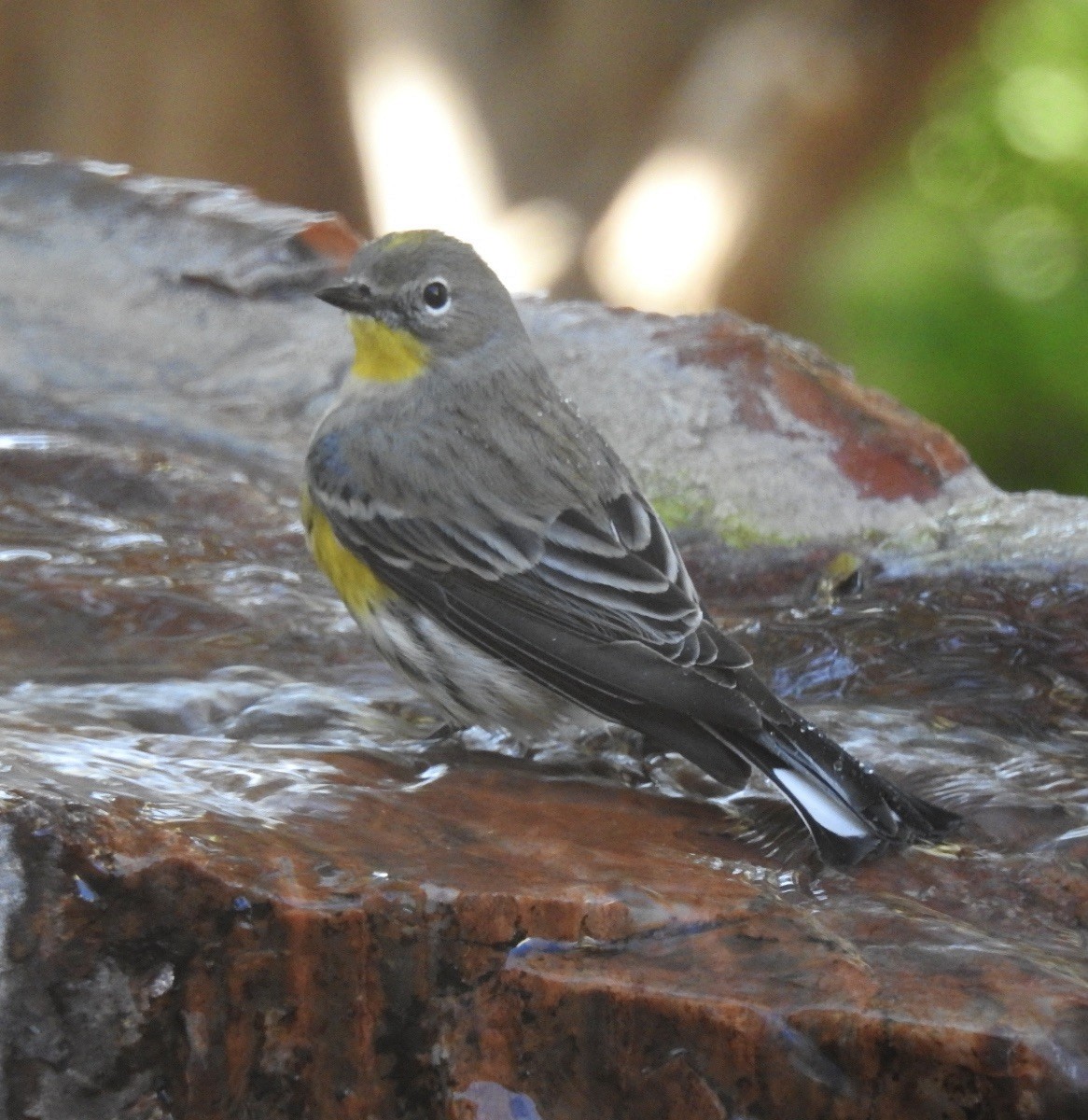 Yellow-rumped Warbler (Audubon's) - ML611723097