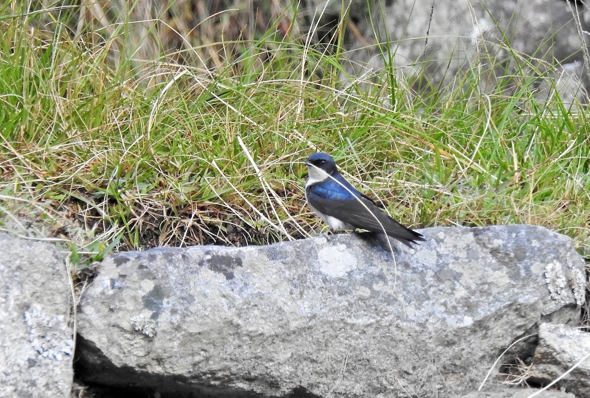 Blue-and-white Swallow - ML611723115