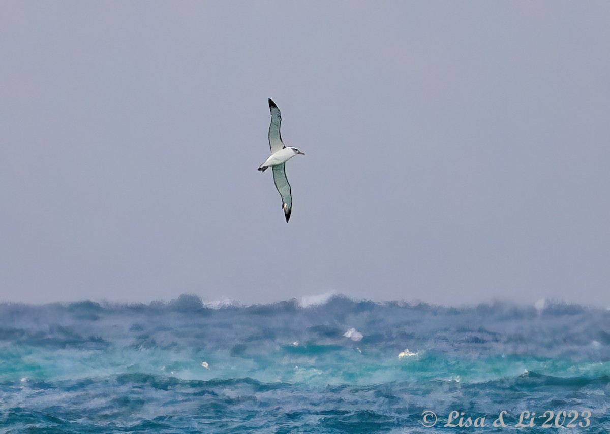 White-capped Albatross - ML611723233