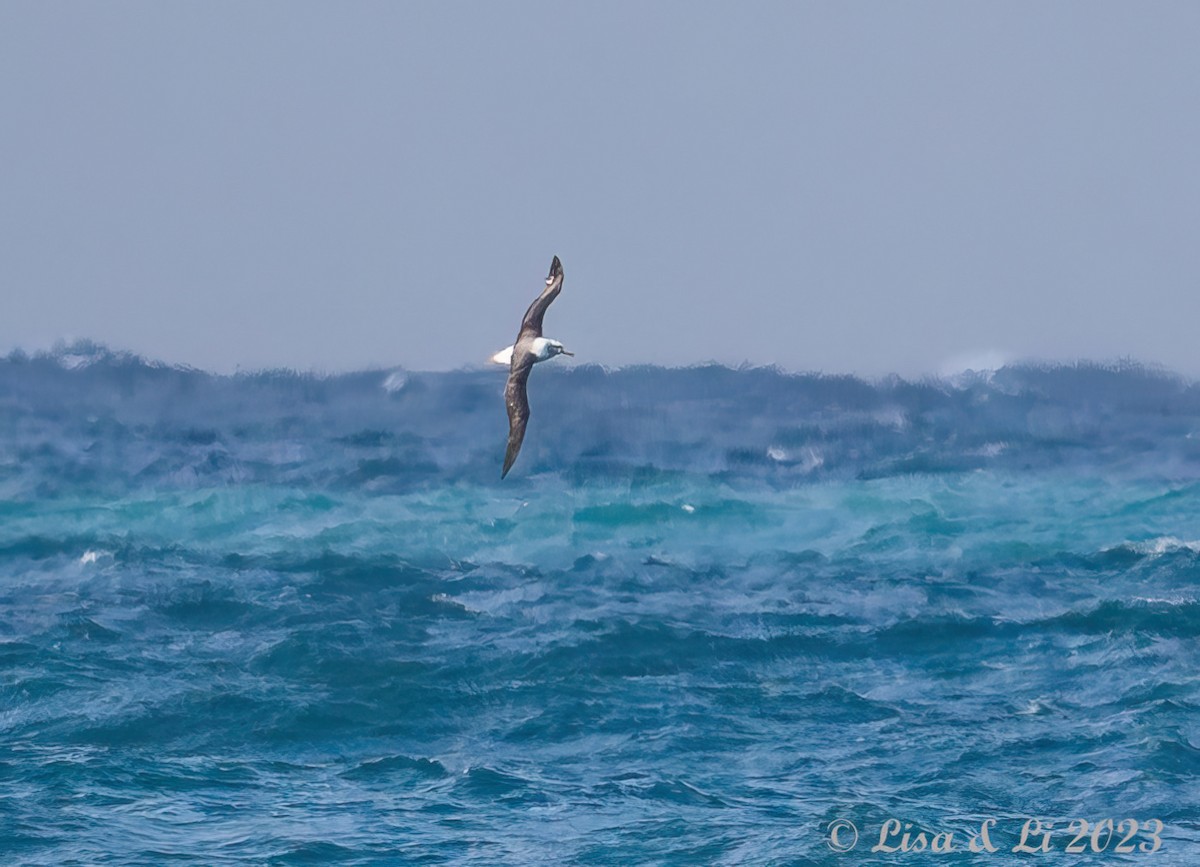 Albatros à cape blanche - ML611723234