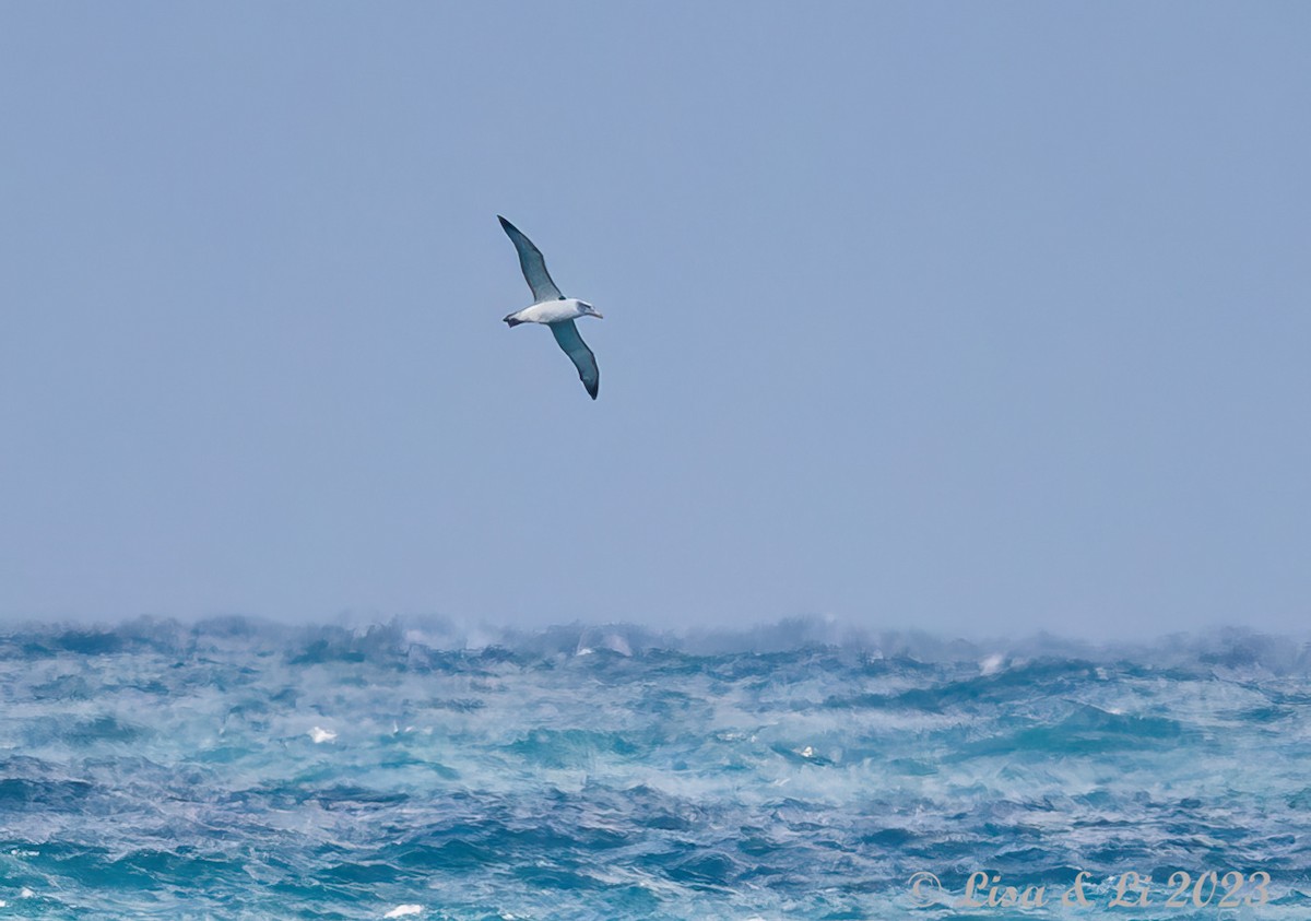 Albatros à cape blanche - ML611723236