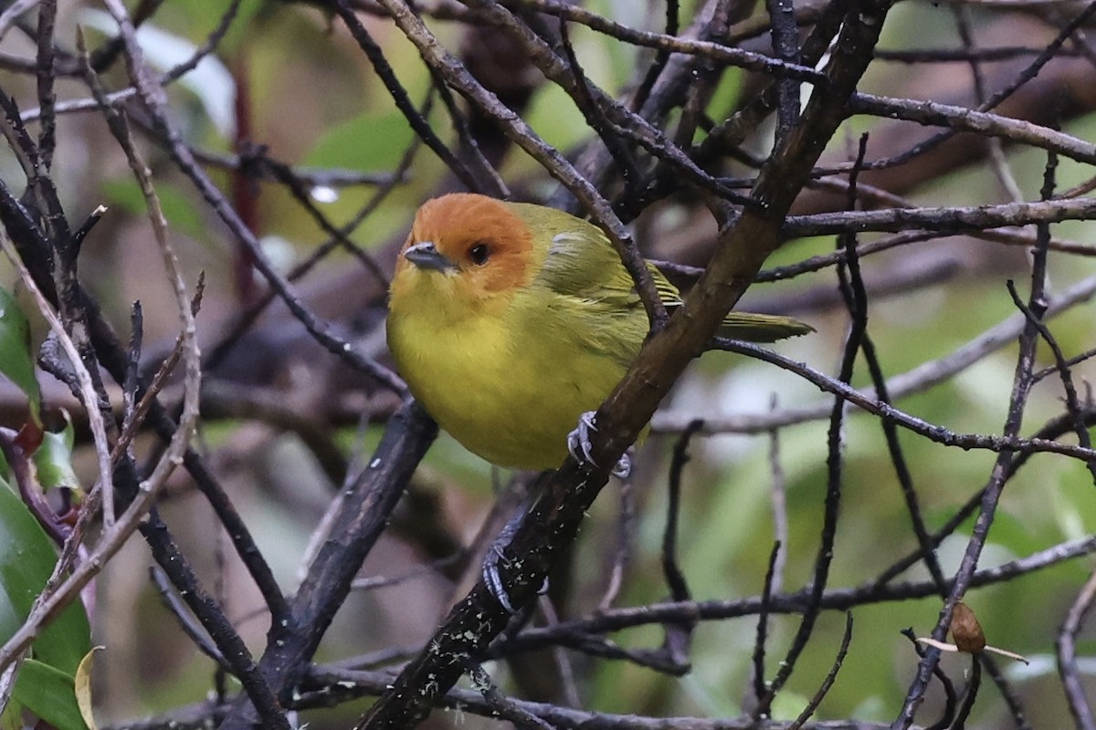 Rust-and-yellow Tanager - ML611723285