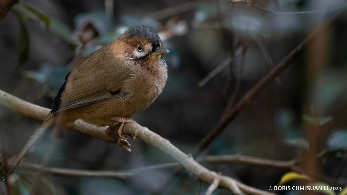 Moustached Laughingthrush (Eastern) - ML611723309
