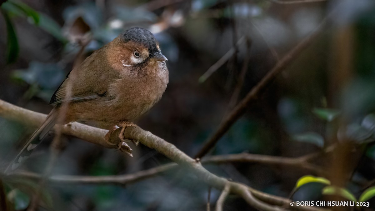 Moustached Laughingthrush (Eastern) - ML611723310