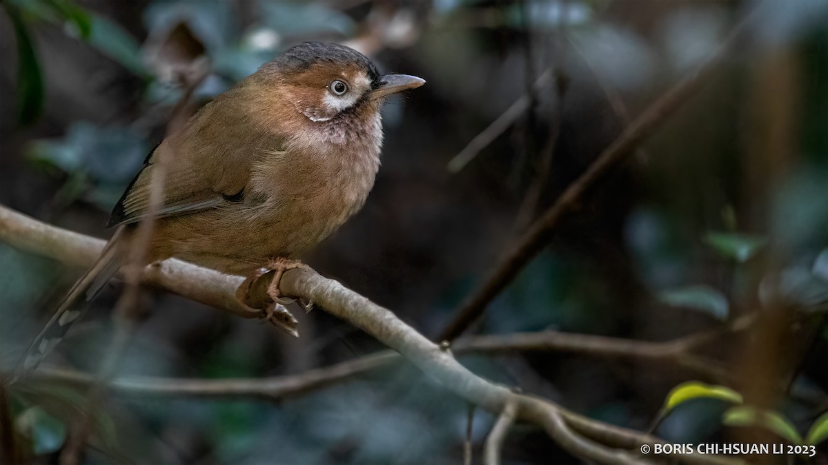 Moustached Laughingthrush (Eastern) - ML611723311
