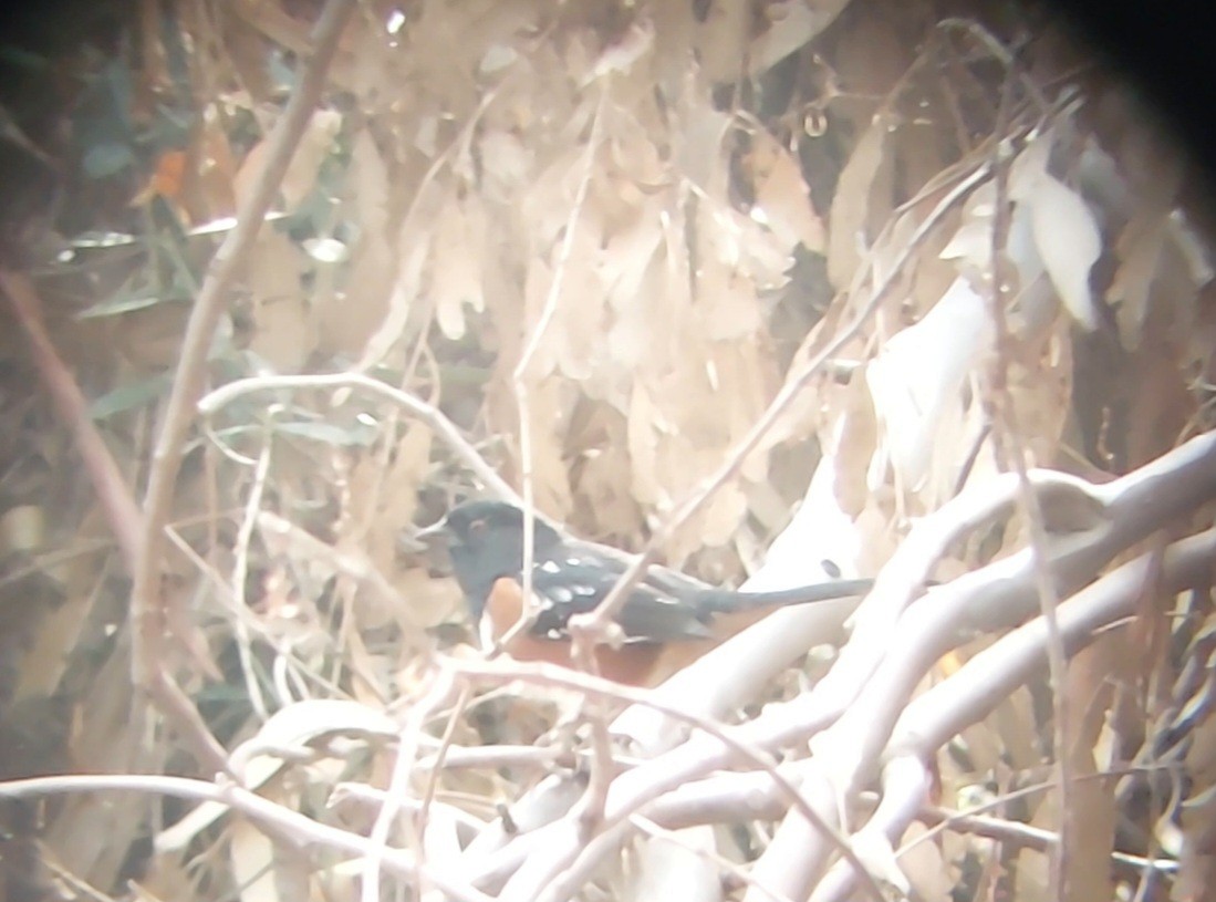 Spotted Towhee - ML611723564