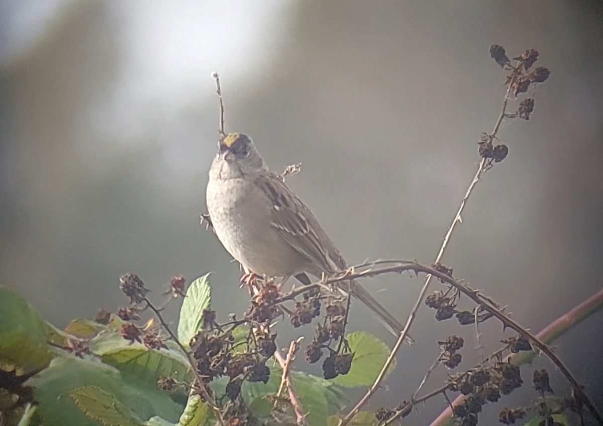 Golden-crowned Sparrow - ML611723569