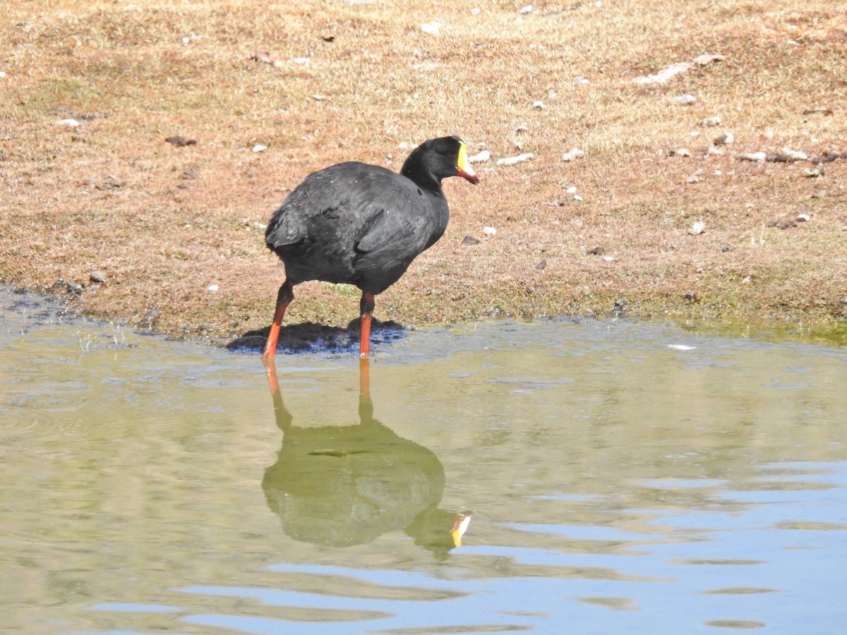 Giant Coot - ML611723846