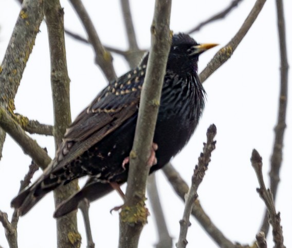 European Starling - ML611723941