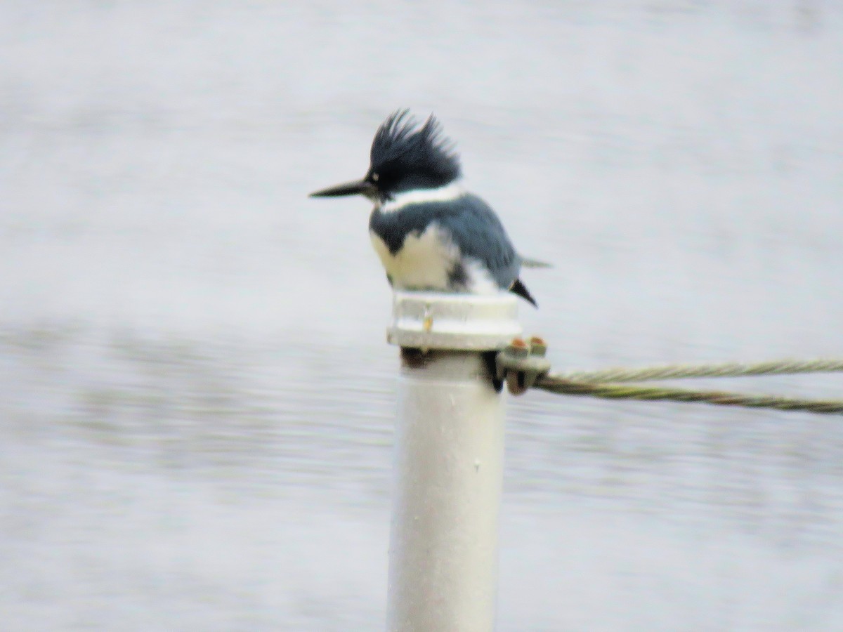 Belted Kingfisher - ML611724120