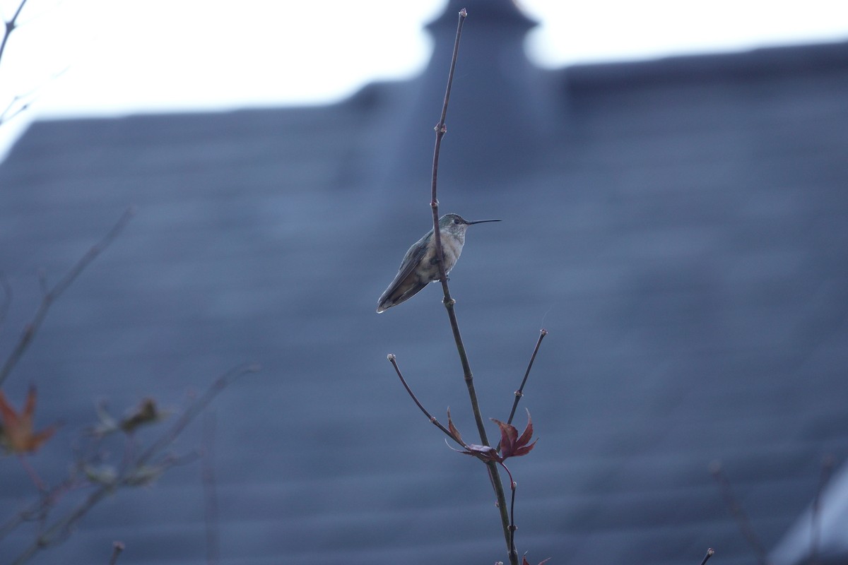 Broad-tailed Hummingbird - ML611724212