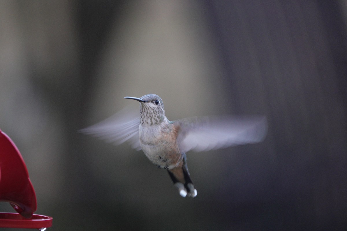 Broad-tailed Hummingbird - David Schroder