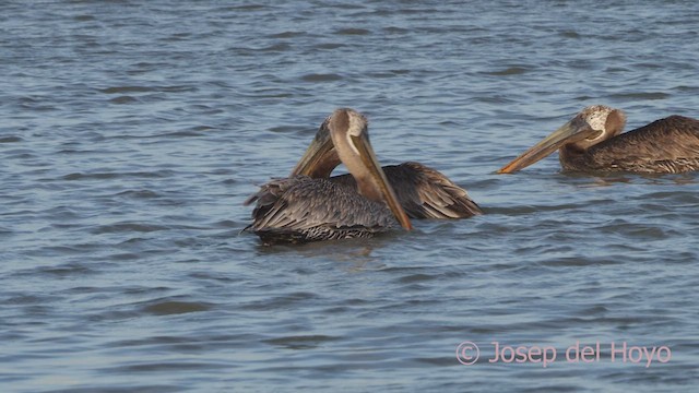 Brown Pelican (Atlantic) - ML611724307