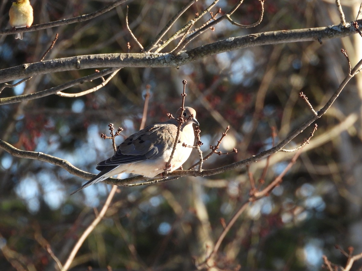 Mourning Dove - ML611724340