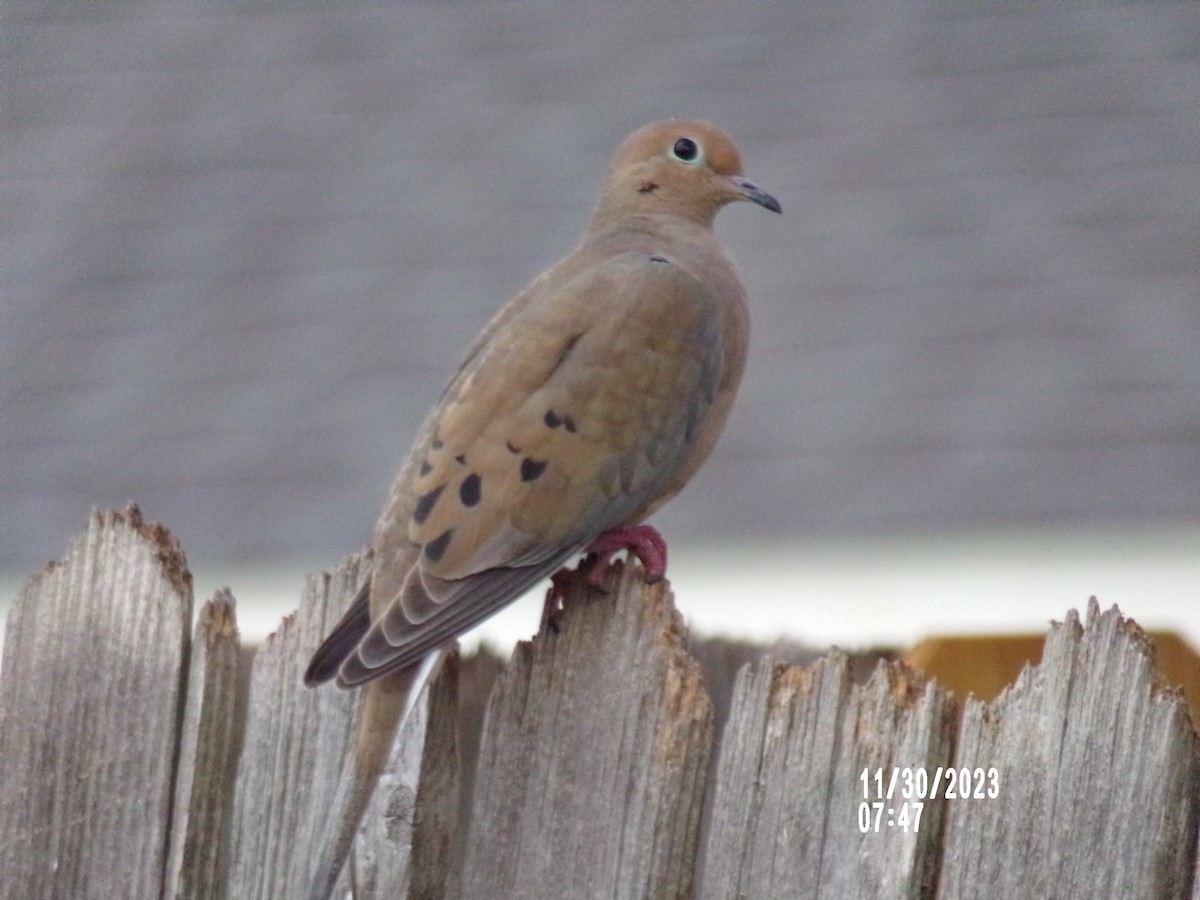 Mourning Dove - ML611724388