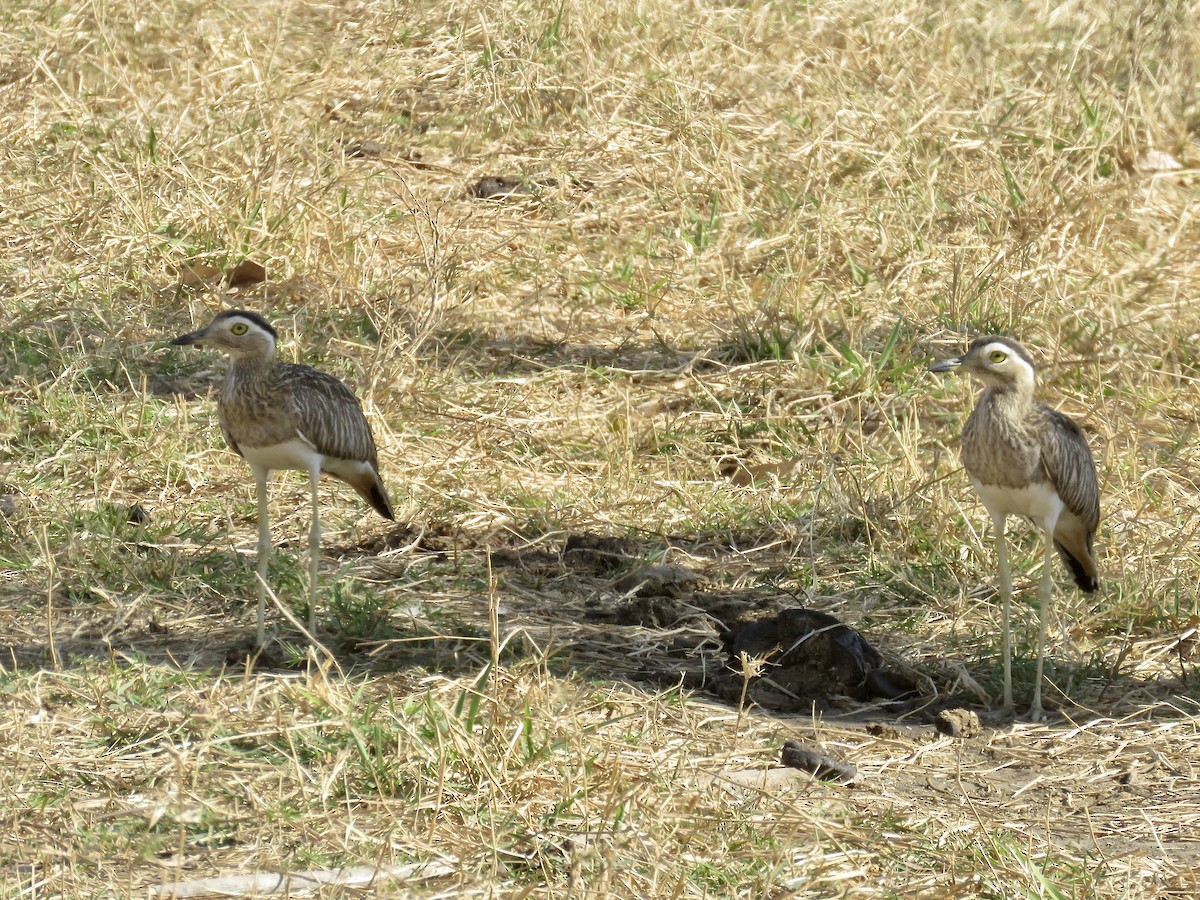 Double-striped Thick-knee - ML611724571