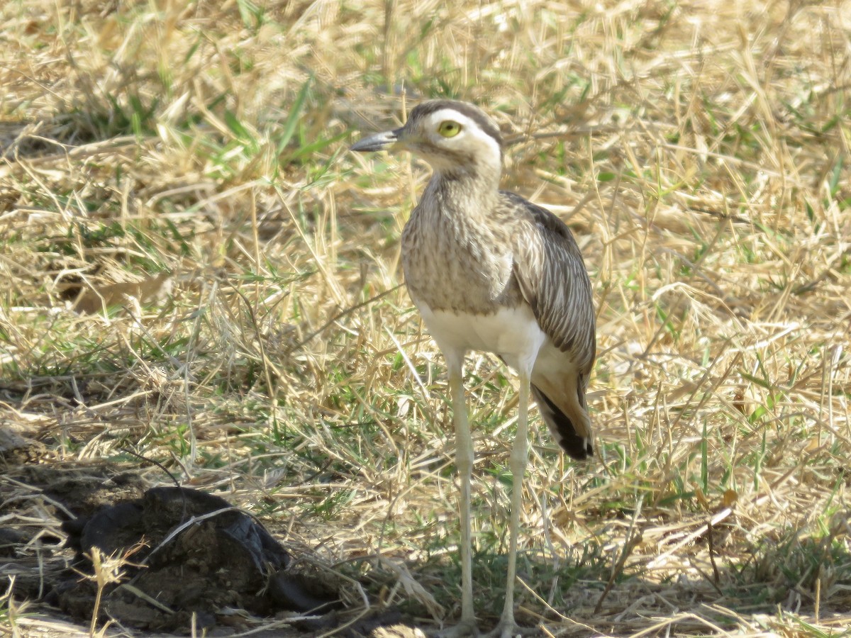Double-striped Thick-knee - ML611724573