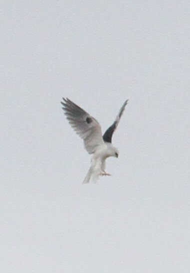 White-tailed Kite - ML611724695
