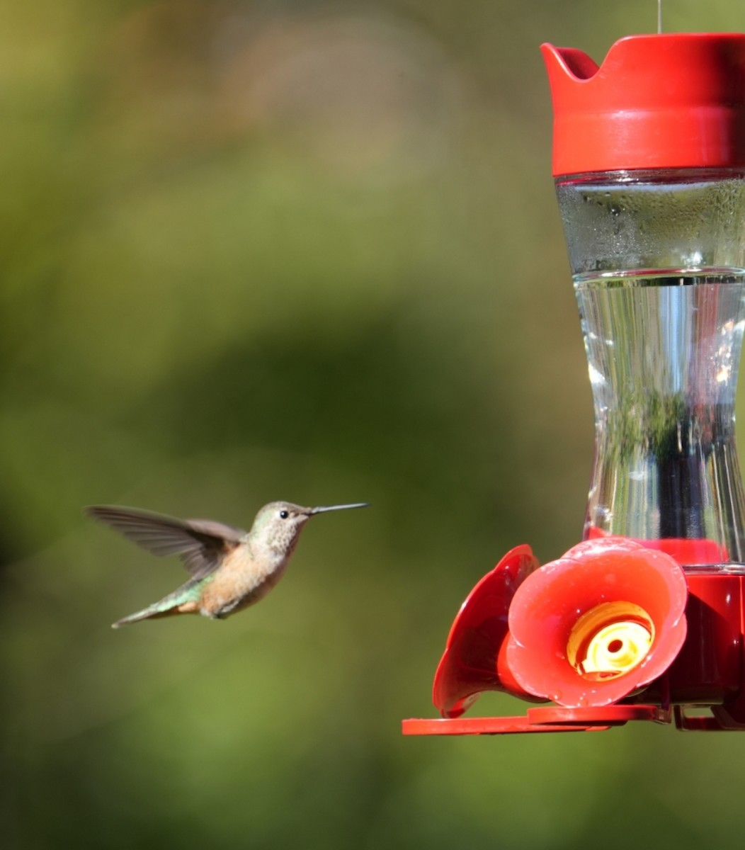 Ebird Checklist Nov Broad Tailed Hummingbird Stakeout Matthews North Carolina Us