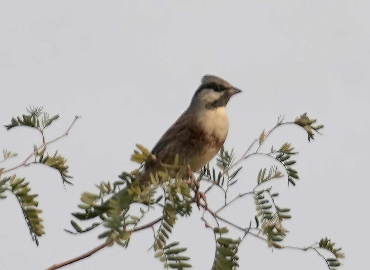 White-capped Bunting - ML611725170