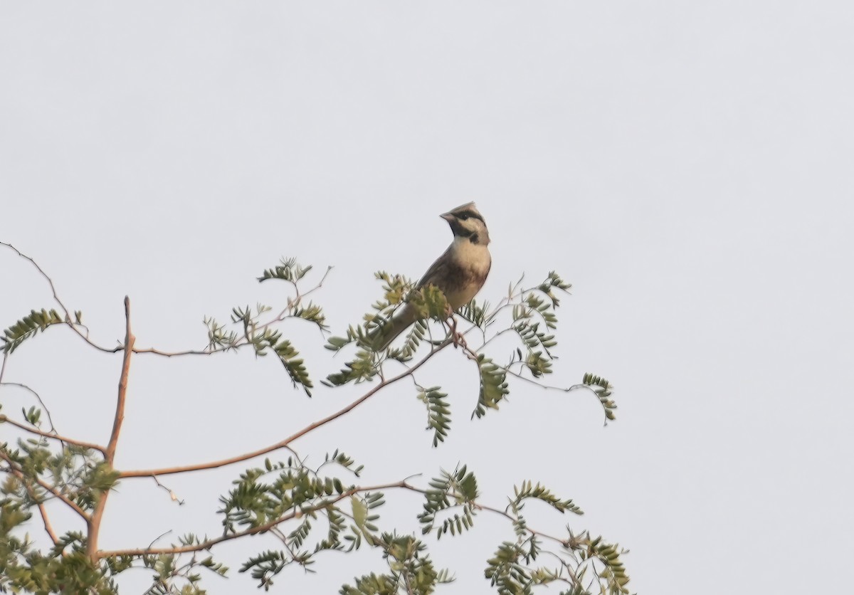 White-capped Bunting - ML611725171