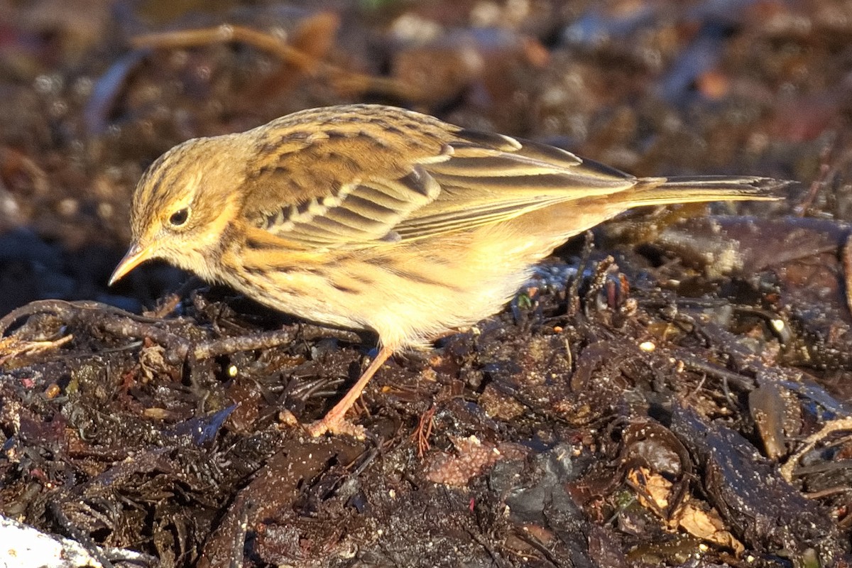 Meadow Pipit - ML611725195
