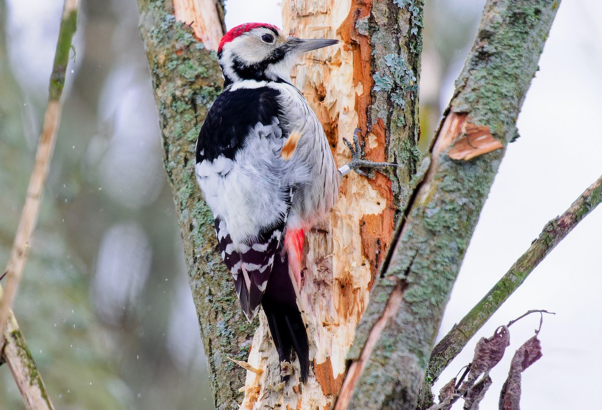 White-backed Woodpecker - ML611725222