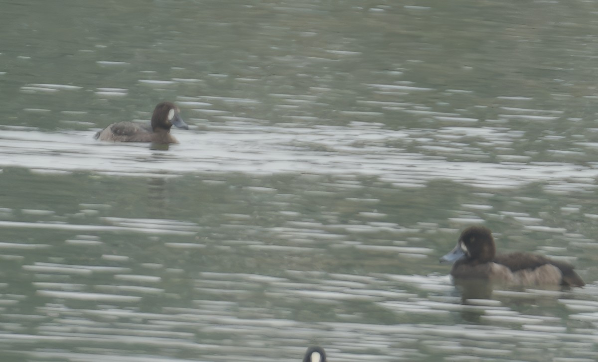 Tufted Duck - ML611725465