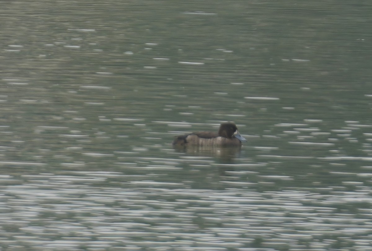 Tufted Duck - ML611725466