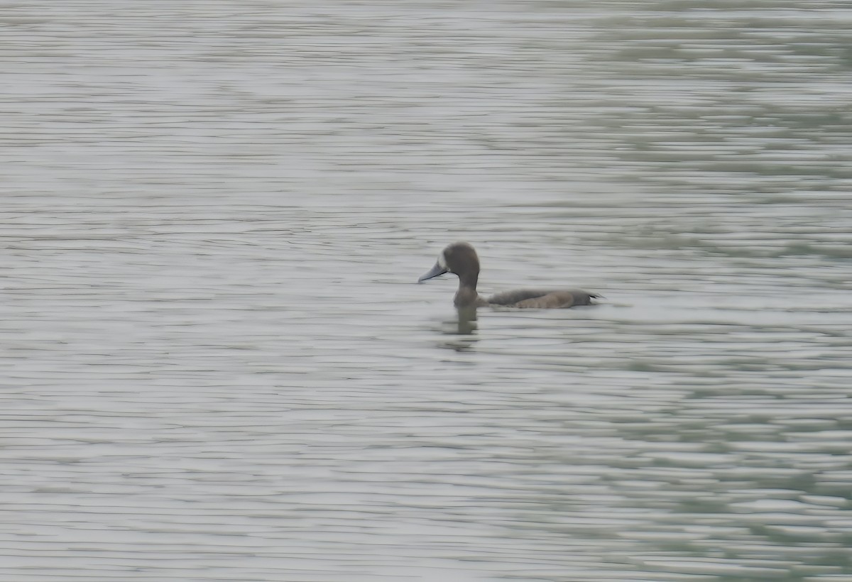Tufted Duck - ML611725467