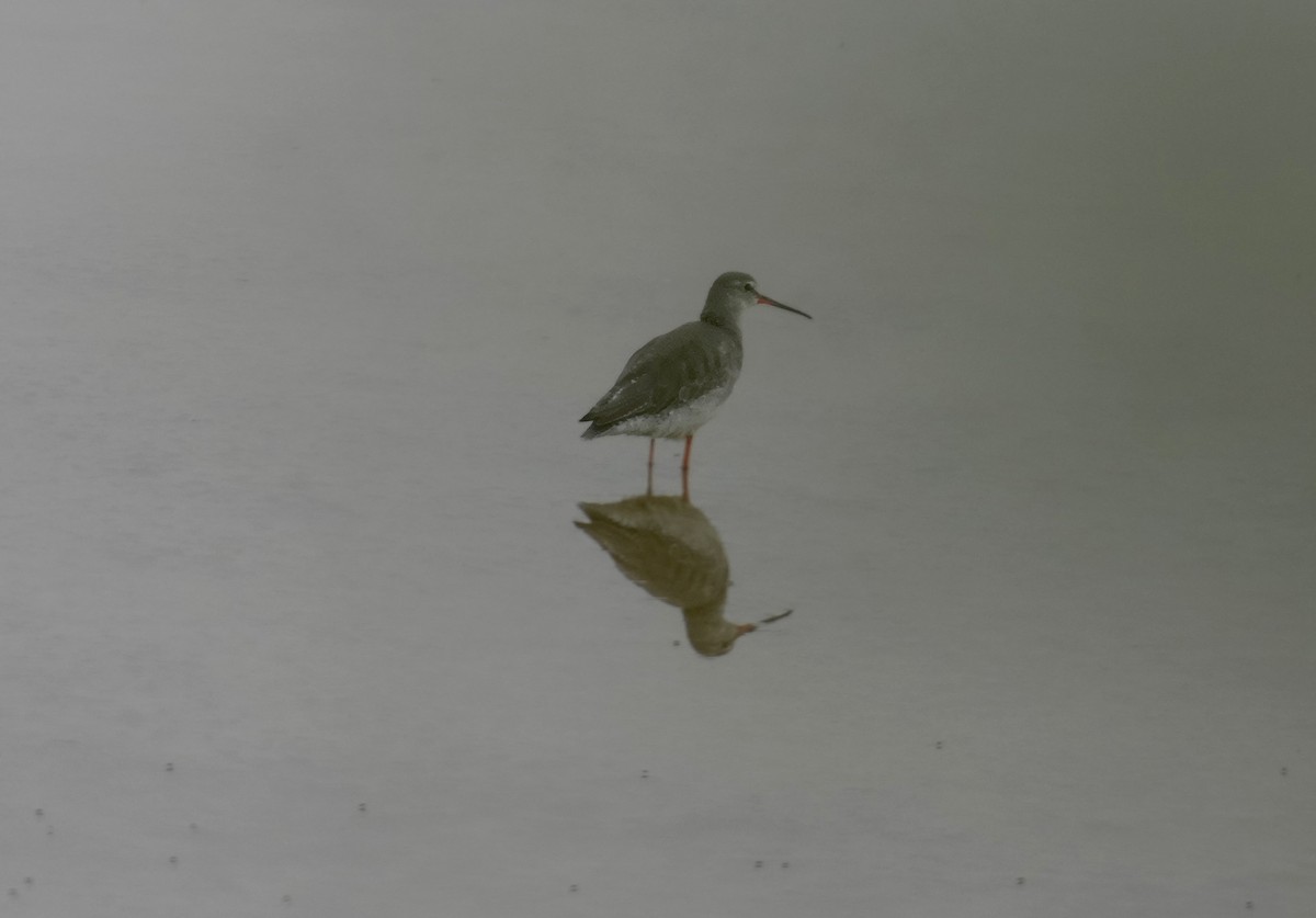 Spotted Redshank - ML611725481