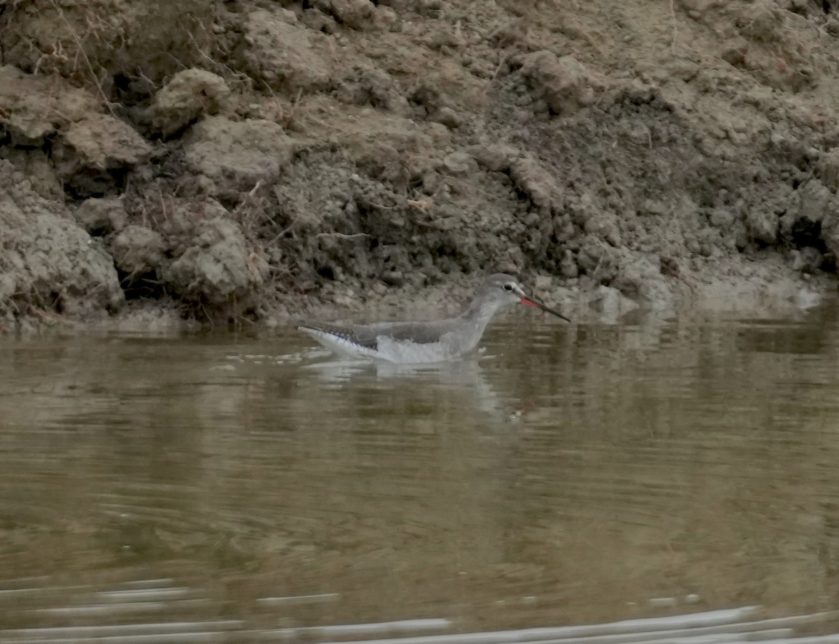 Spotted Redshank - ML611725482