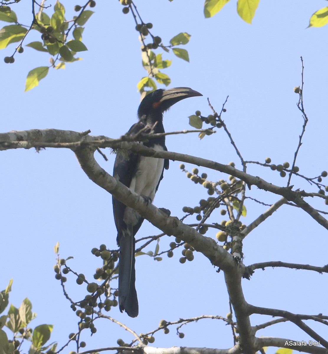 Congo Pied Hornbill - Fanis Theofanopoulos (ASalafa Deri)