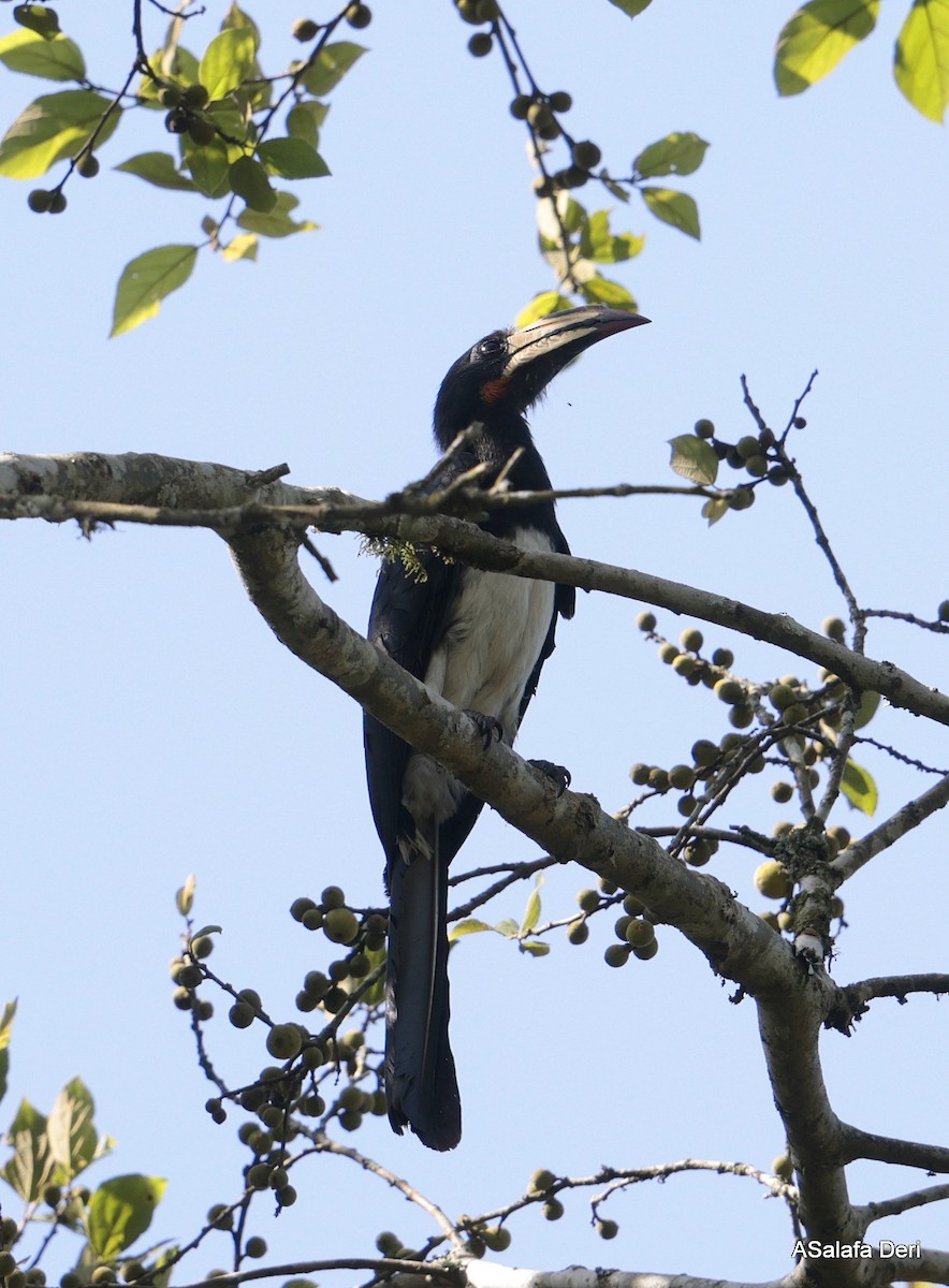 Congo Pied Hornbill - ML611725869