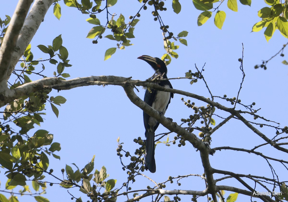 Congo Pied Hornbill - ML611725870