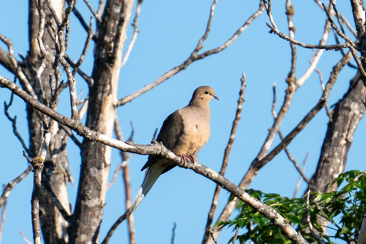 Mourning Dove - Yaodi F