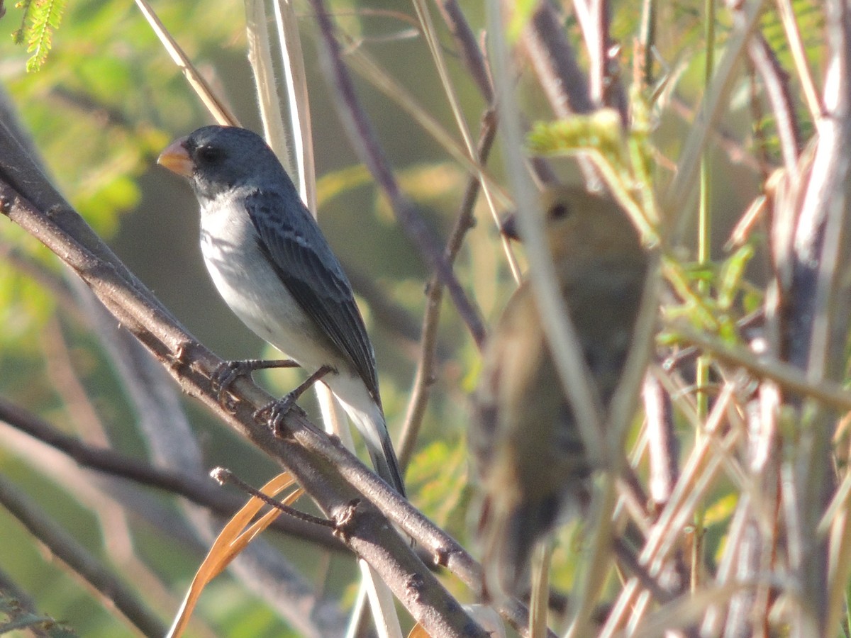 Gray Seedeater - ML611726507
