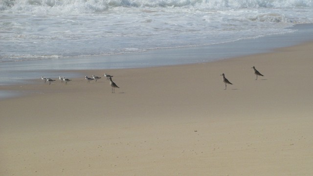 American Golden-Plover overwintering habitat; Santa Catarina, Brazil. - American Golden-Plover - 