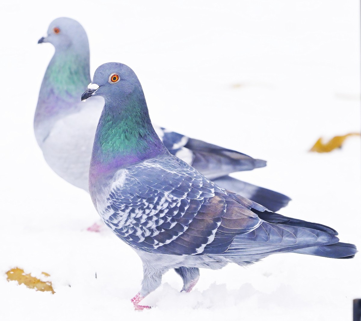 Pigeon biset (forme domestique) - ML611726711