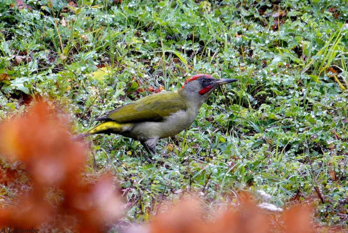 Iberian Green Woodpecker - ML611726740