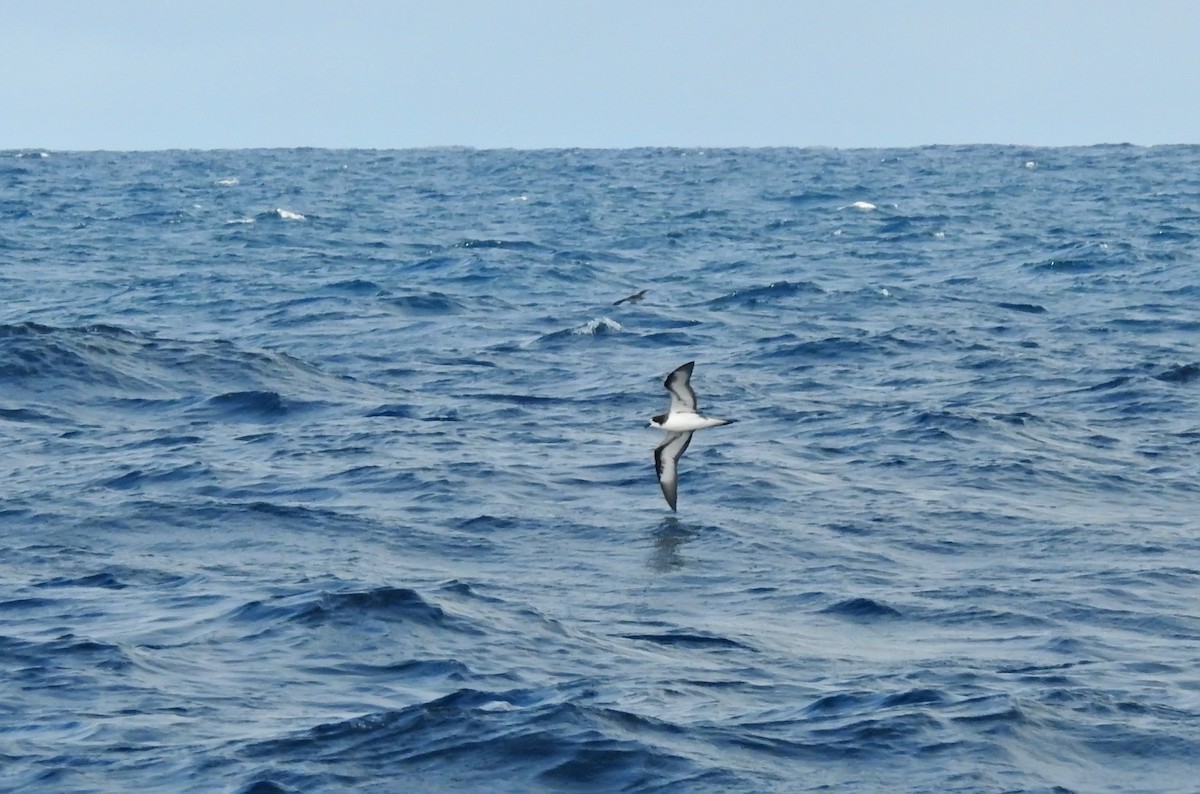 Galapagos Petrel - Delfin Gonzalez