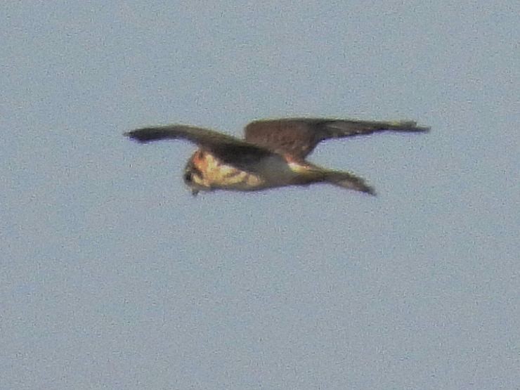 American Kestrel - ML611726980