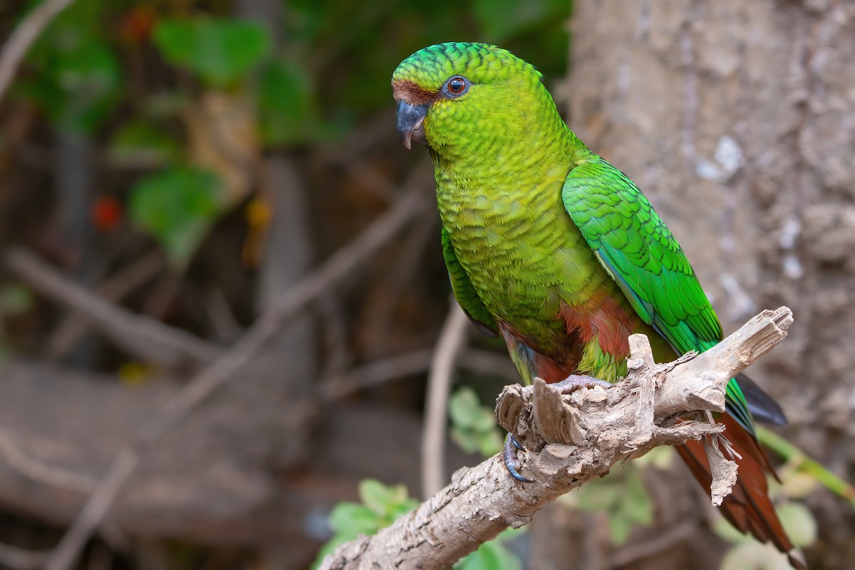 Austral Parakeet - ML611726994