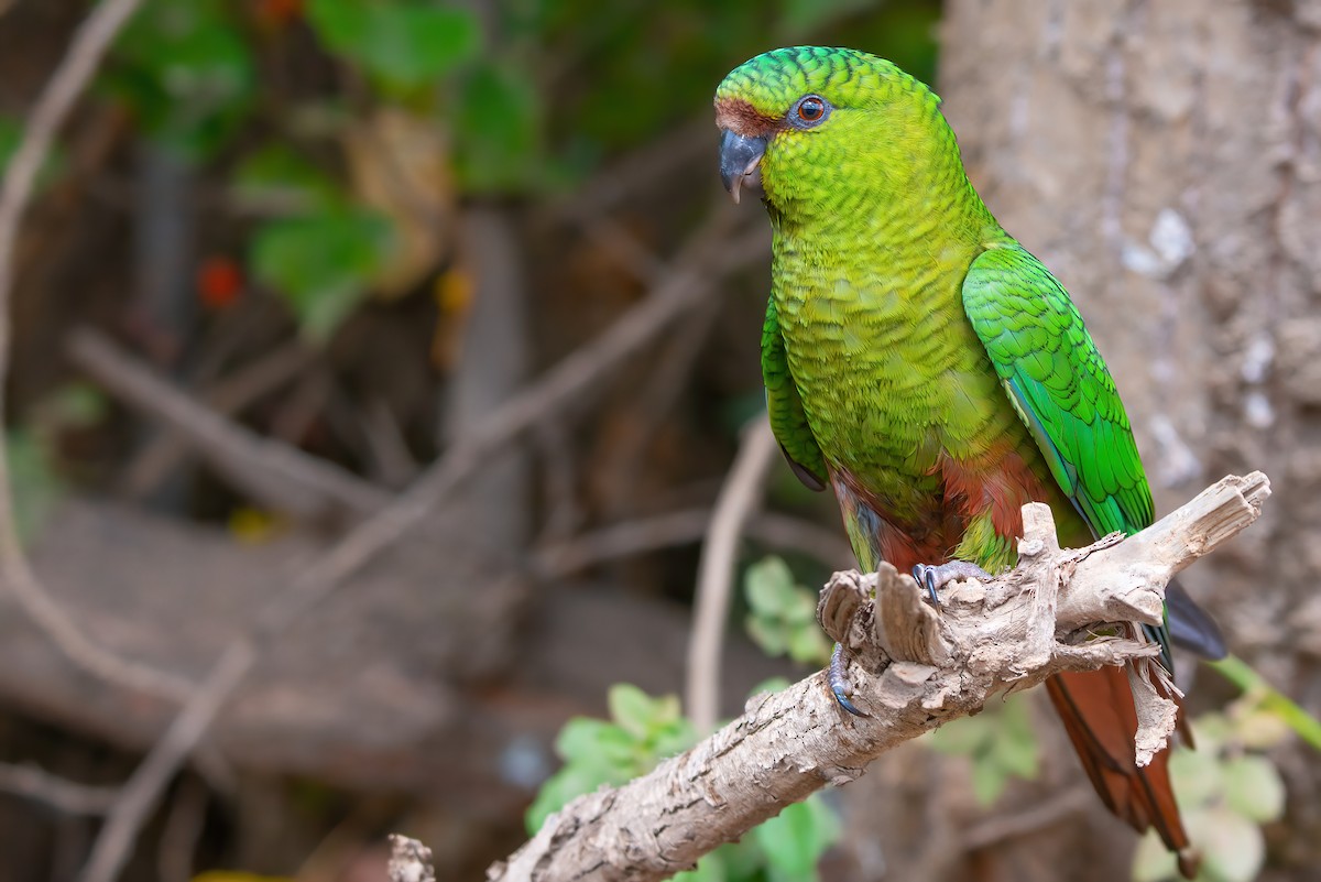 Austral Parakeet - ML611726996