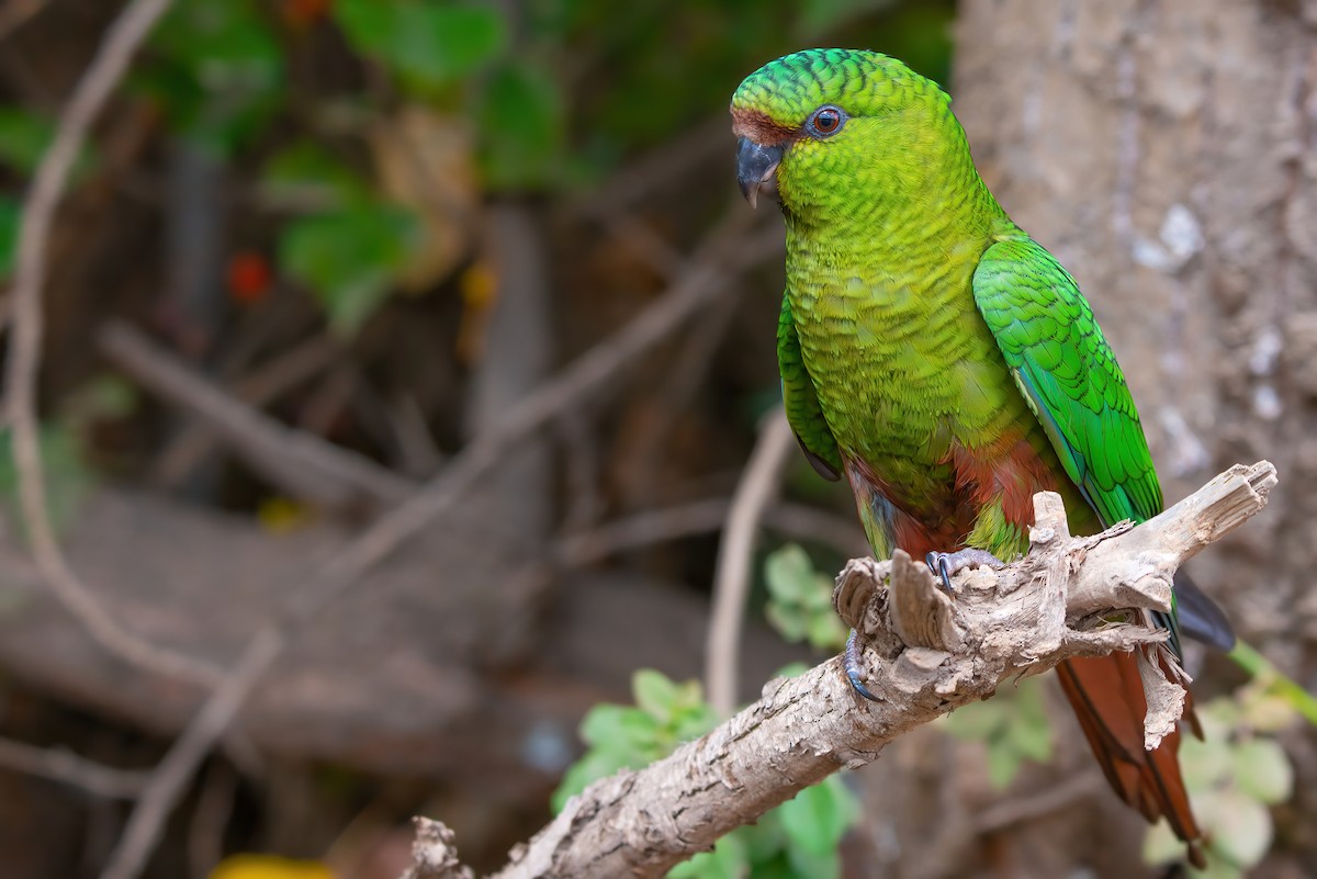 Austral Parakeet - ML611726997
