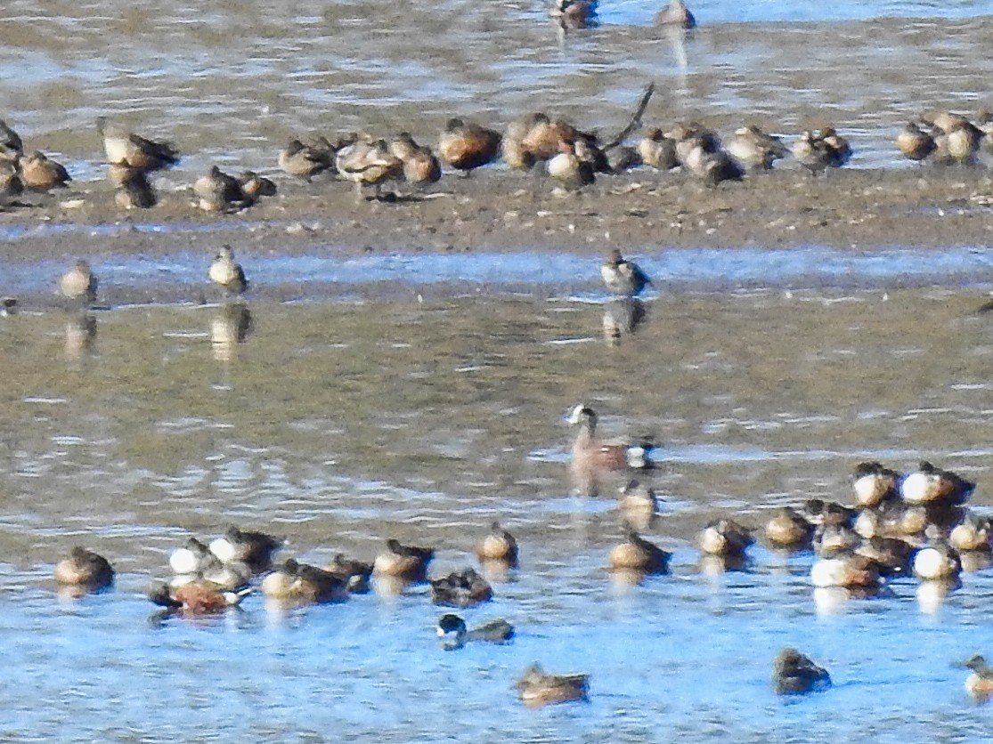 American Wigeon - ML611727005