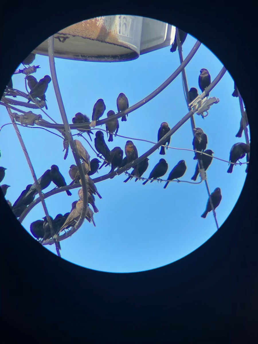 eBird Checklist 30 Nov 2023 Hague Dairy (UF Dairy Unit) 36 species