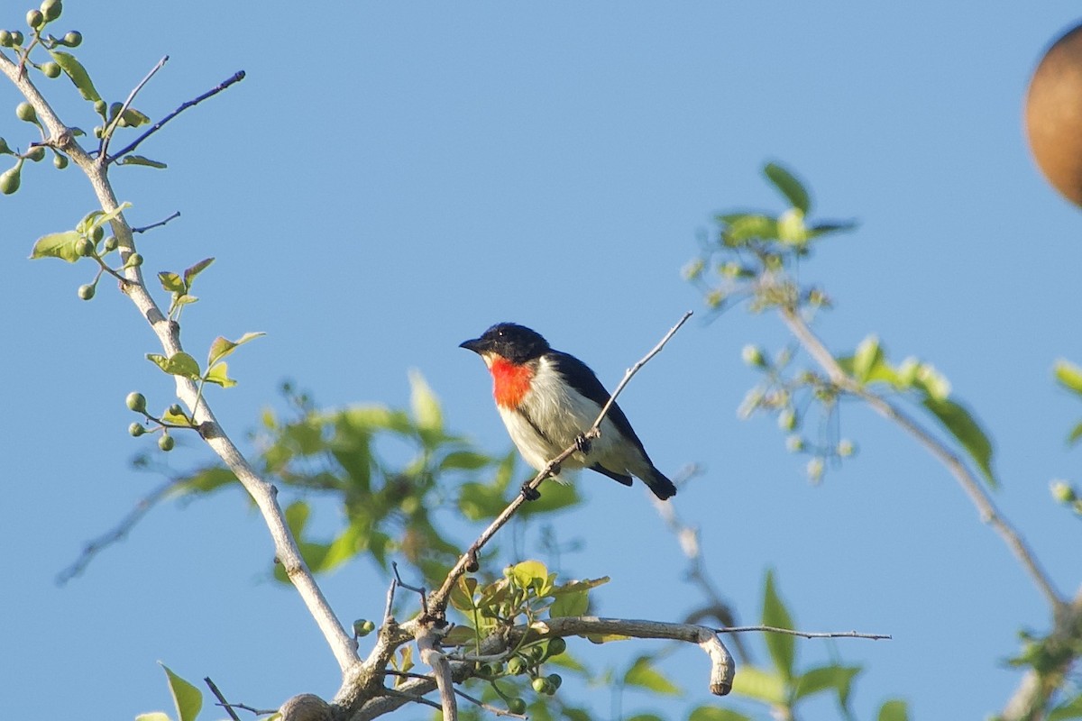 Red-chested Flowerpecker - Craig Robson